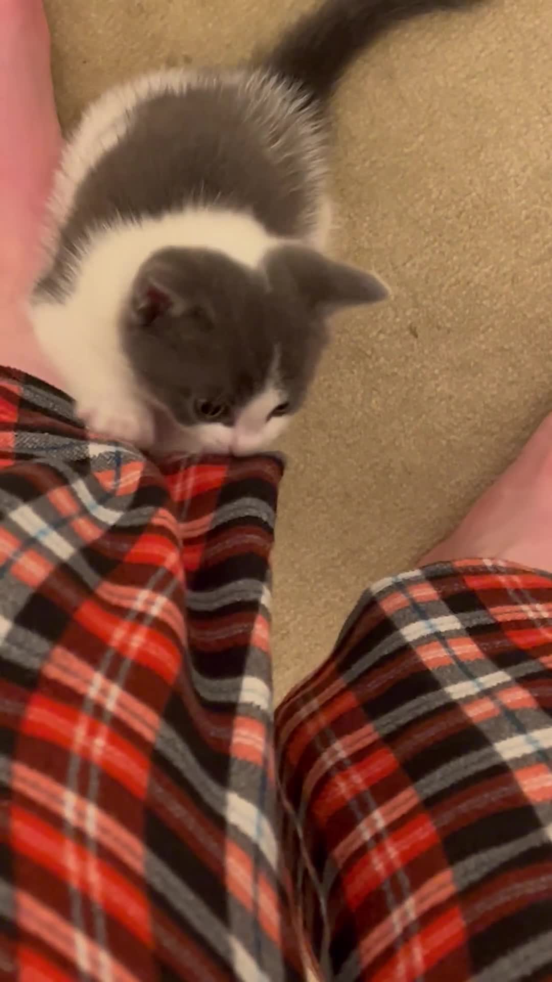 British Shorthair cats for sale: Blue and white kitten  - Video 1