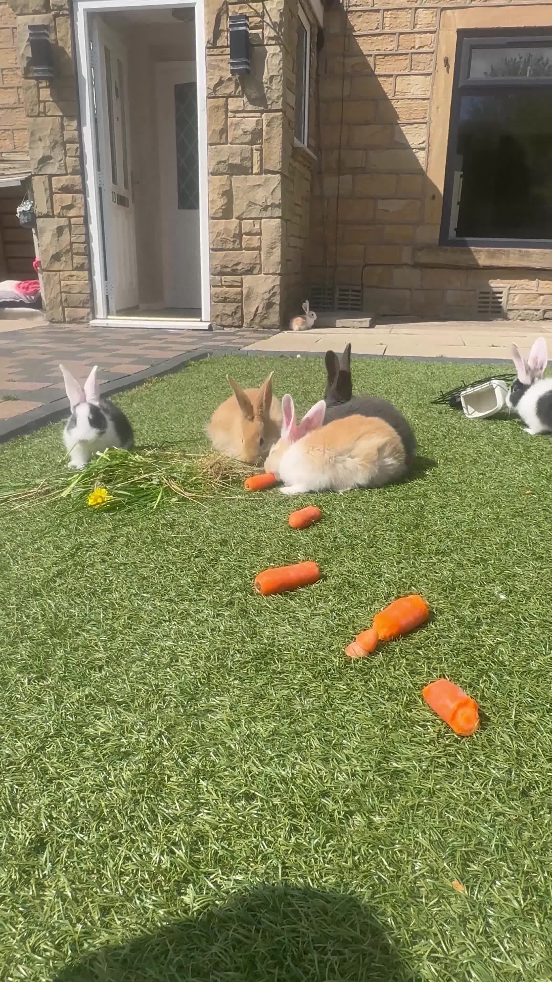 Continental Giant rabbits for sale: One black and white continental female giant left  - Video 1