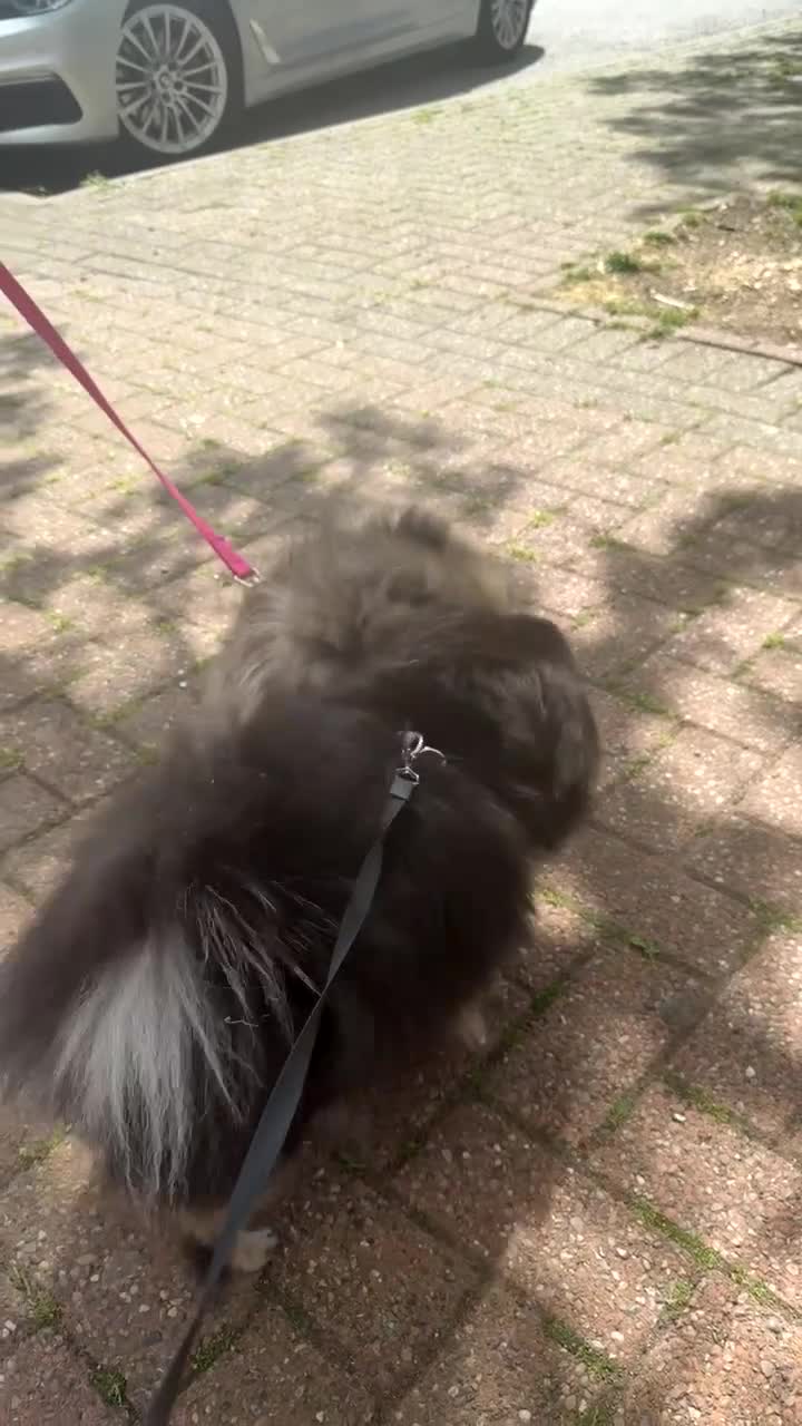 Pomeranian dogs for sale: ** KC pomeranian puppies - Video 3