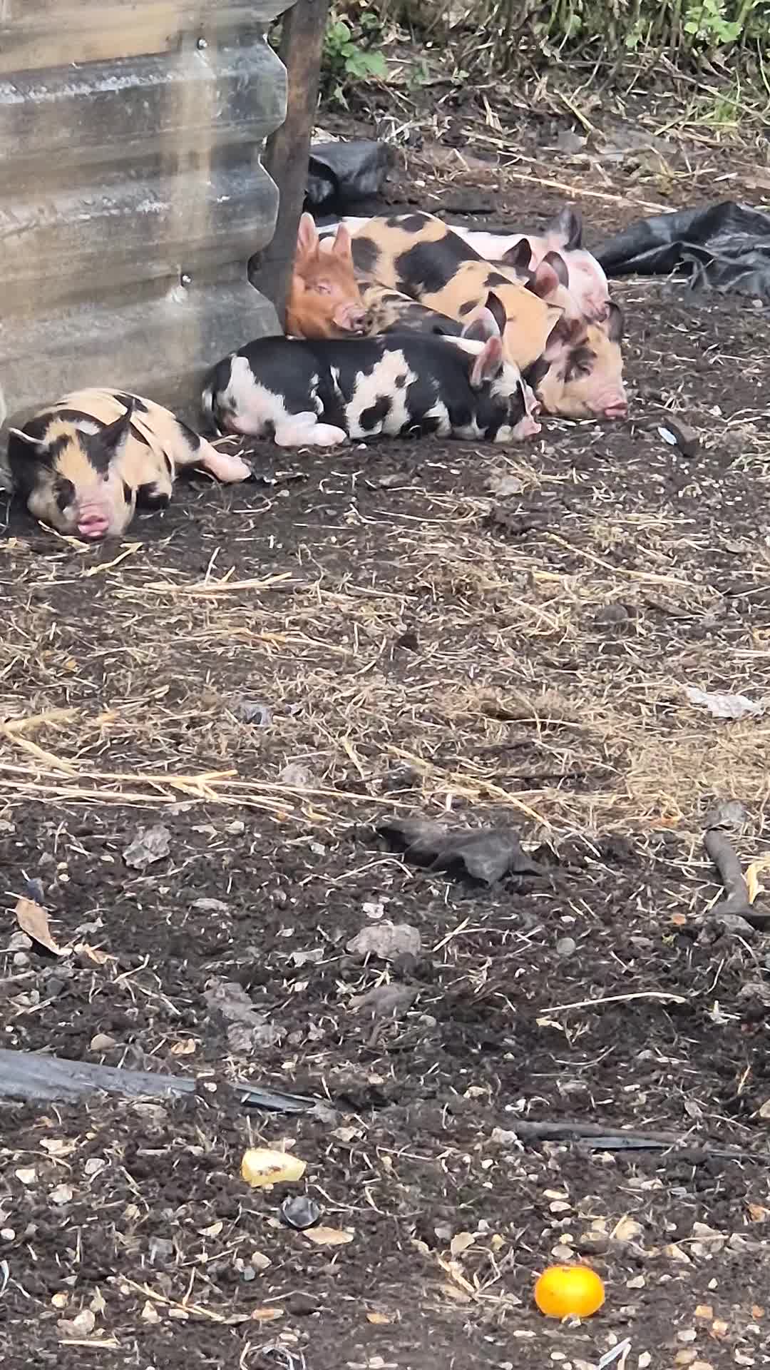 Pig livestock for sale: Micro pigs in Lancaster - Video 2