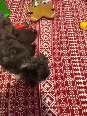 Chihuahua dogs for sale: X2 Gorgeous Chihuahua little ladies - Video 2