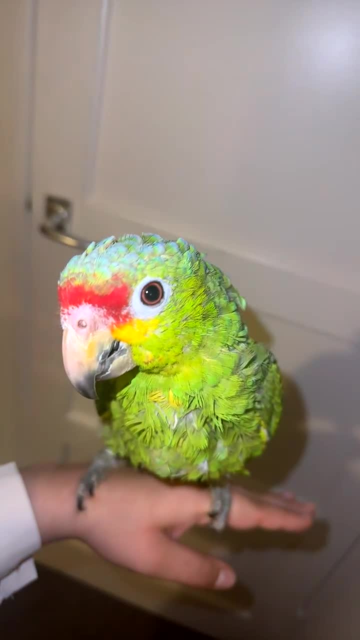 Parrots birds for sale: Beautiful red lored Amazon - Video 1