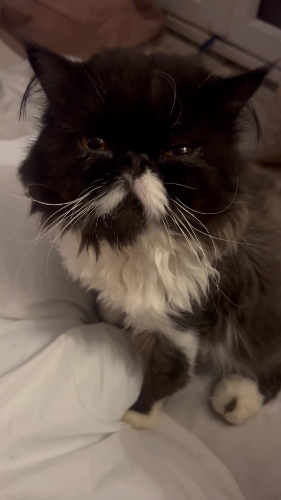 Persian cats for stud: GCCF grandchampion proven stud  - Video 1