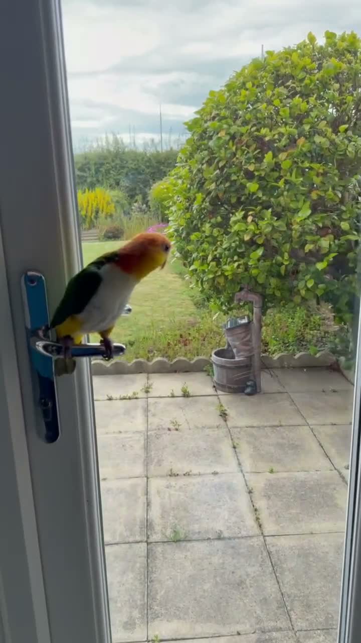 Parrots birds for sale: Yellow-Sided Caique – Cage, Toys & Food Included in Middlesbrough - Video 4