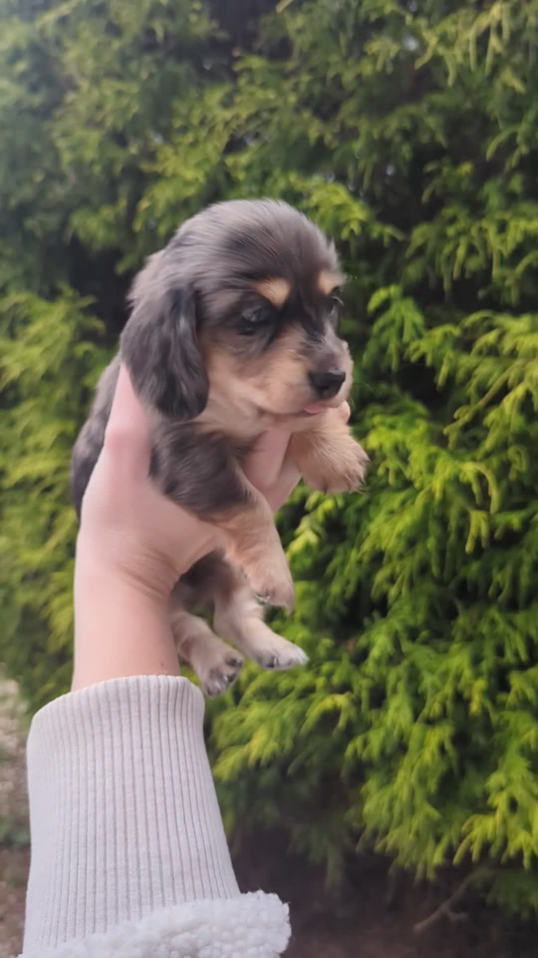 Miniature Dachshund dogs for sale: ♥️ KC Registered Long Haired Black & Cream dapples - Video 1