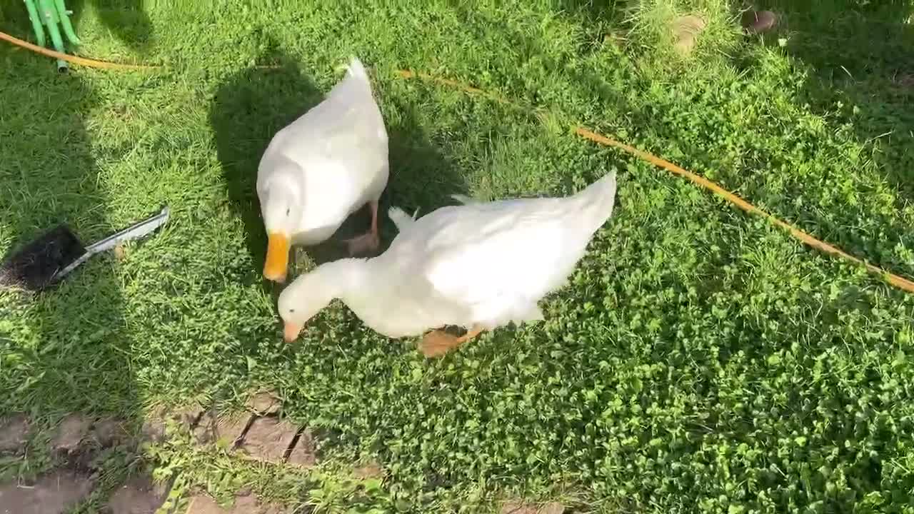 Ducks poultry for sale: Selling bonded ducks adult  pair . Age 10 months . - Video 1