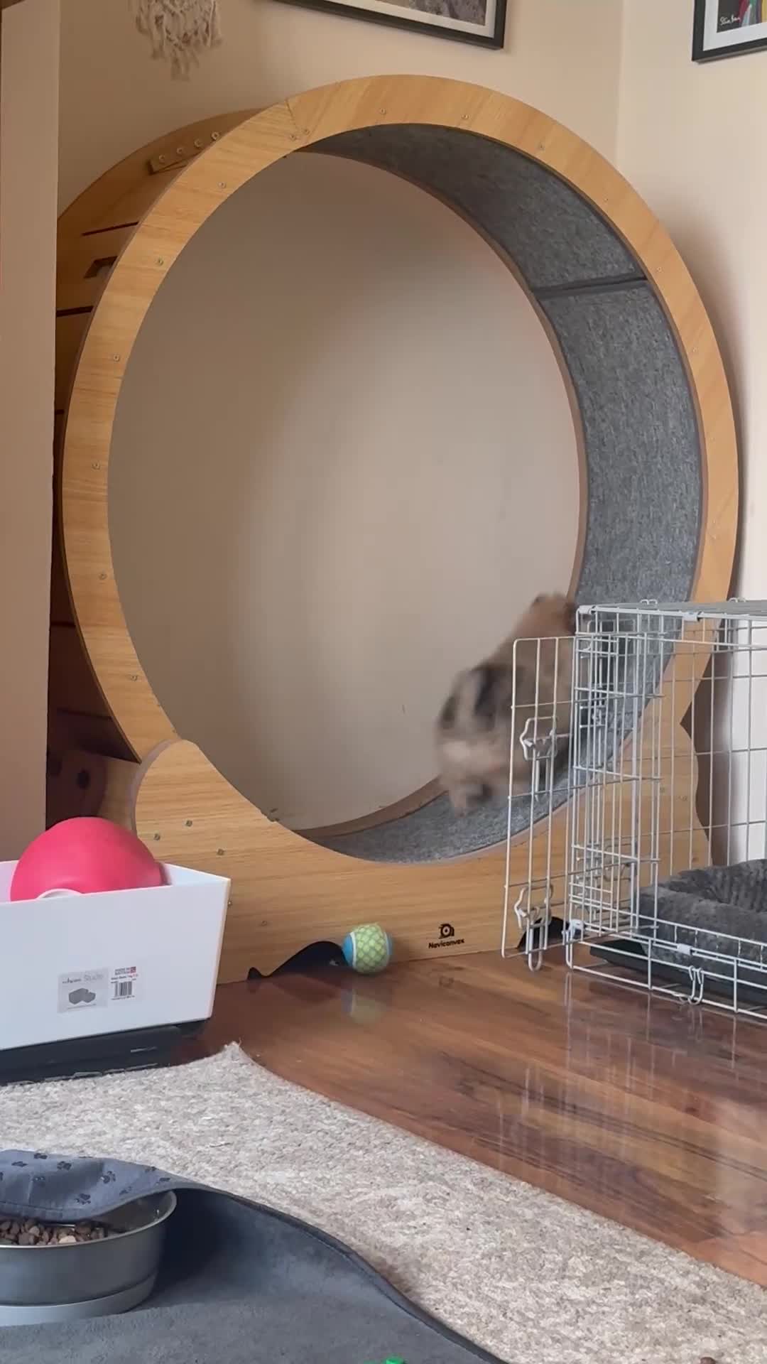 Pomeranian dogs for sale: Pomeranian Puppies For Sale - Video 1