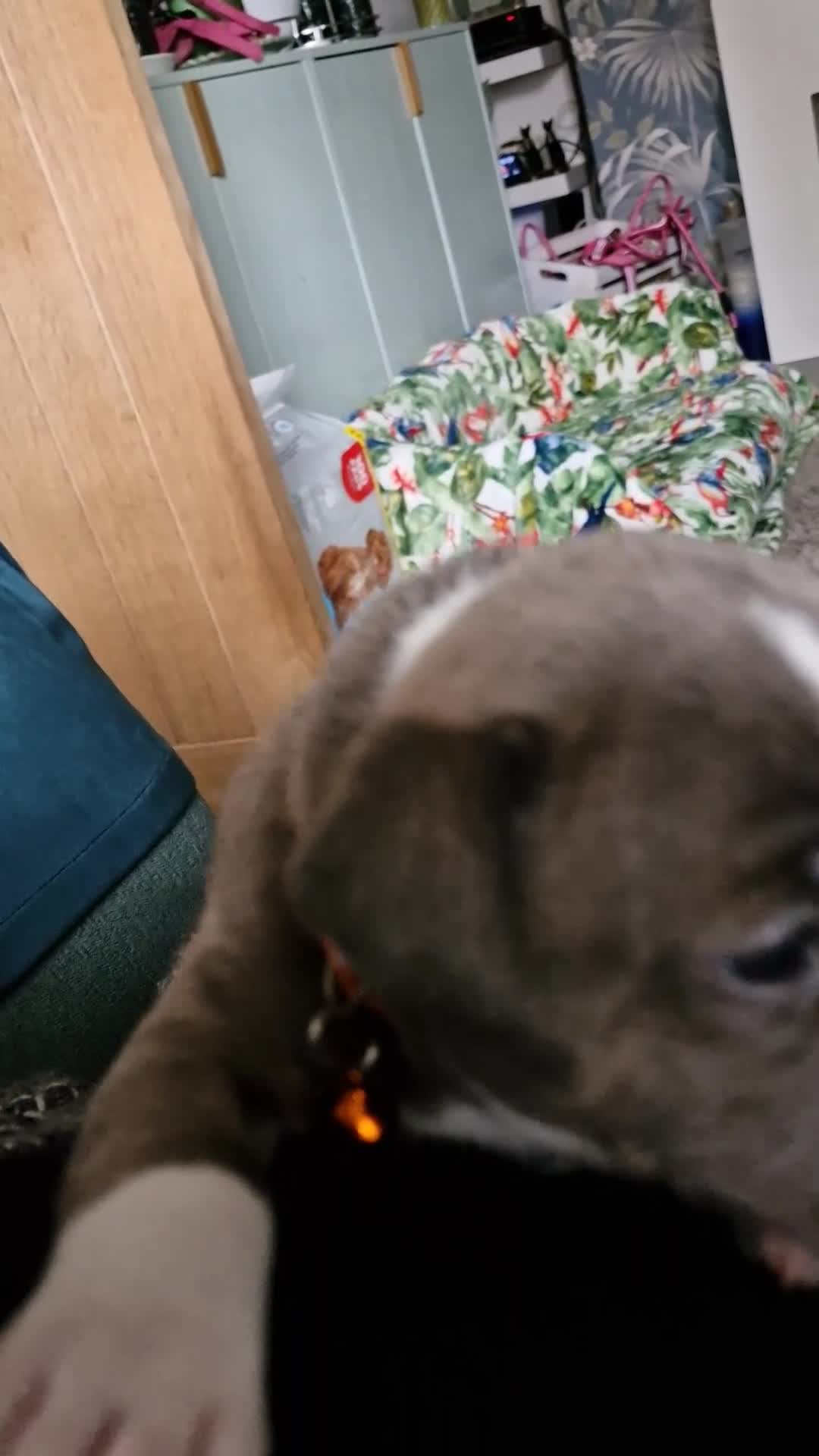 Staffordshire Bull Terrier dogs for sale: Stunning litter of Staffy Pups - Video 1