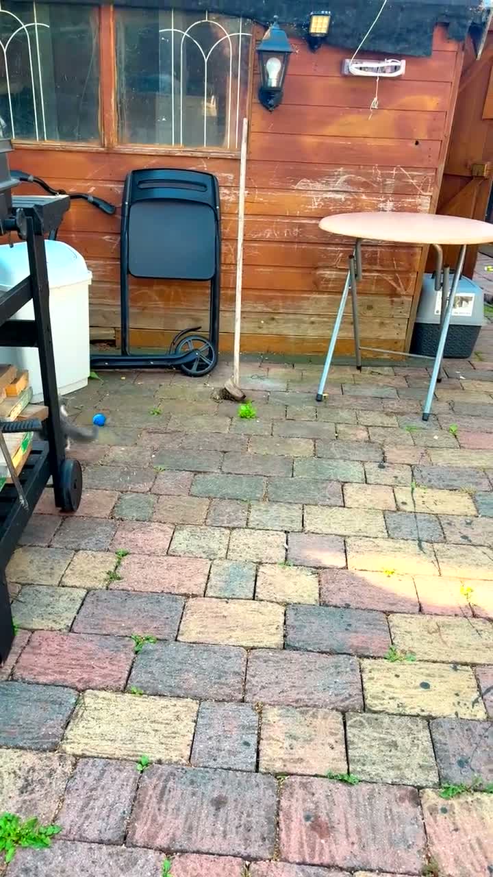 Mixed Breed cats for sale: Female kitten - Video 2