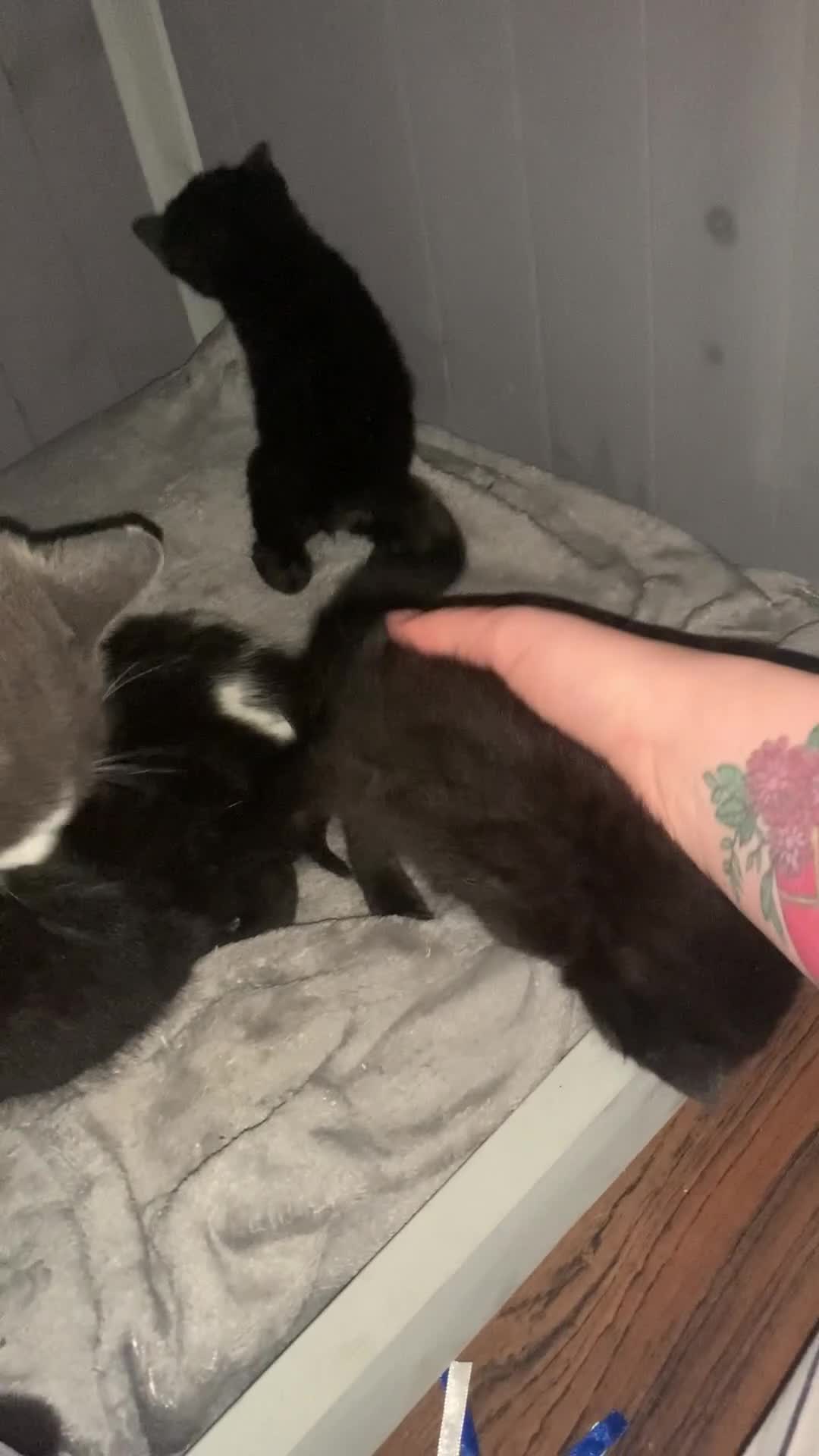 Mixed Breed cats for sale: 3 beautiful black kitten girls  - Video 2