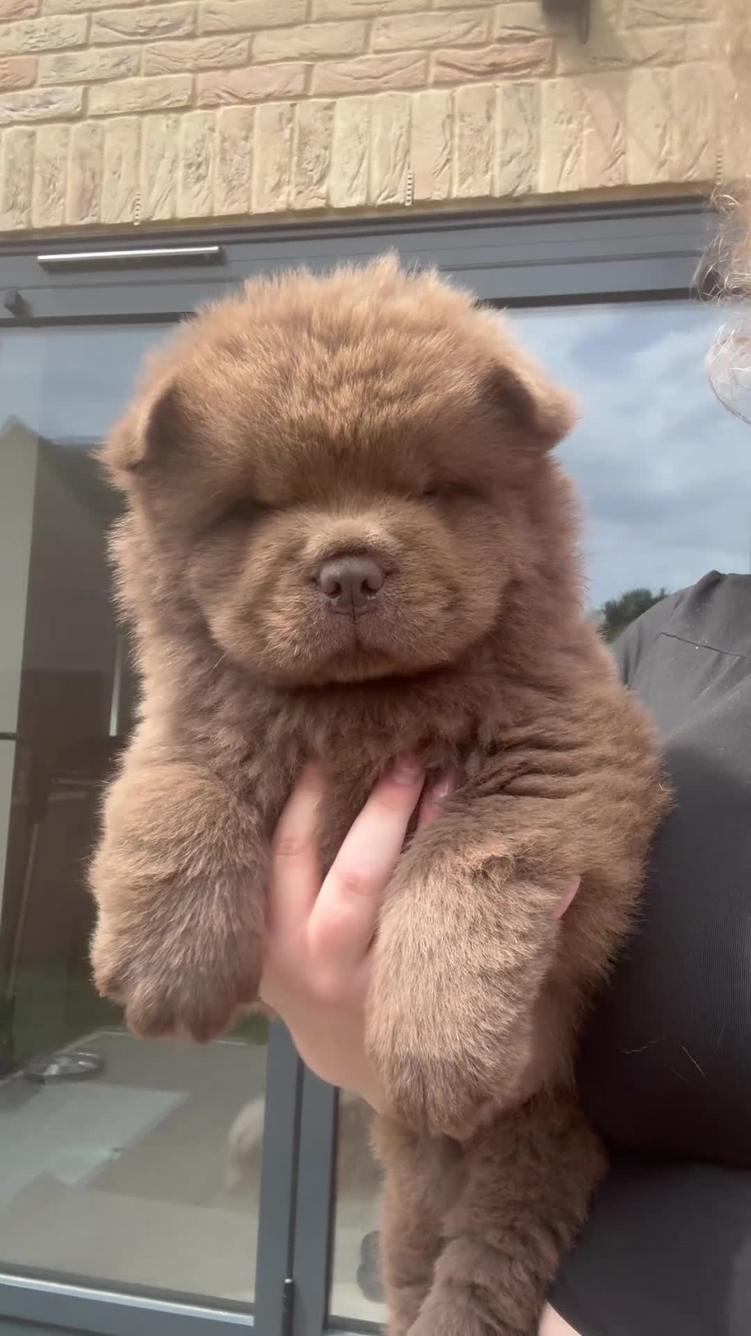 Chow Chow dogs for sale: KC LILAC CHOW CHOW BOY 💙 available  - Video 1