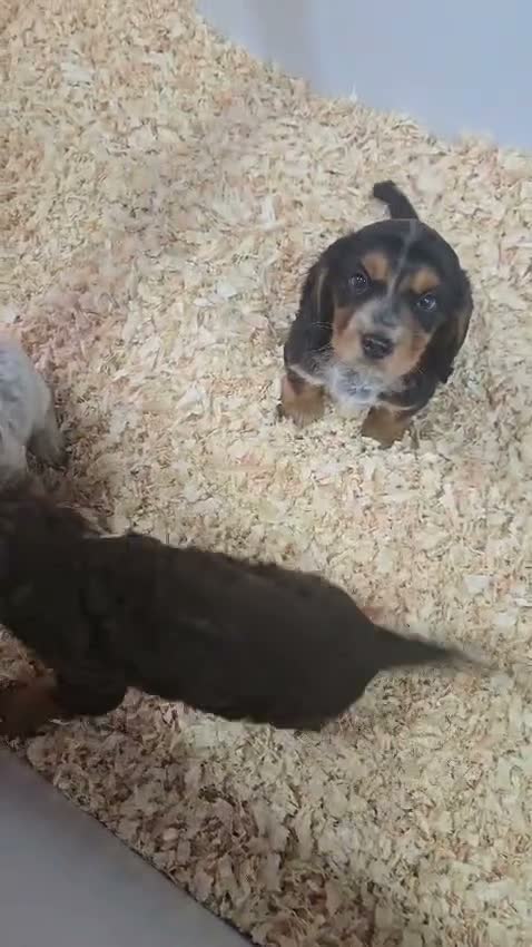 Cocker Spaniel dogs for sale: Beautiful working cocker spaniel puppies  - Video 1