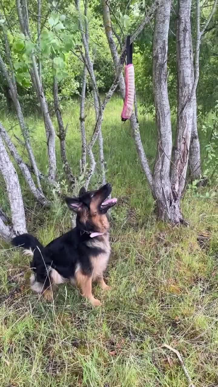 German Shepherd dogs for sale: Upcoming Litter of Pedigree German Shepherd Puppy - Video 2