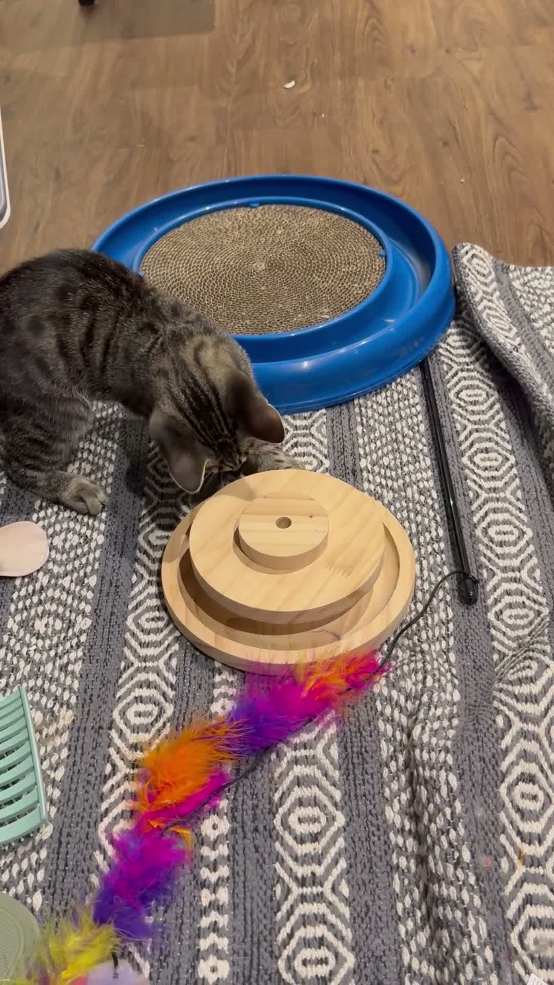Mixed Breed cats for sale: Tabby boy in Leeds - Video 1