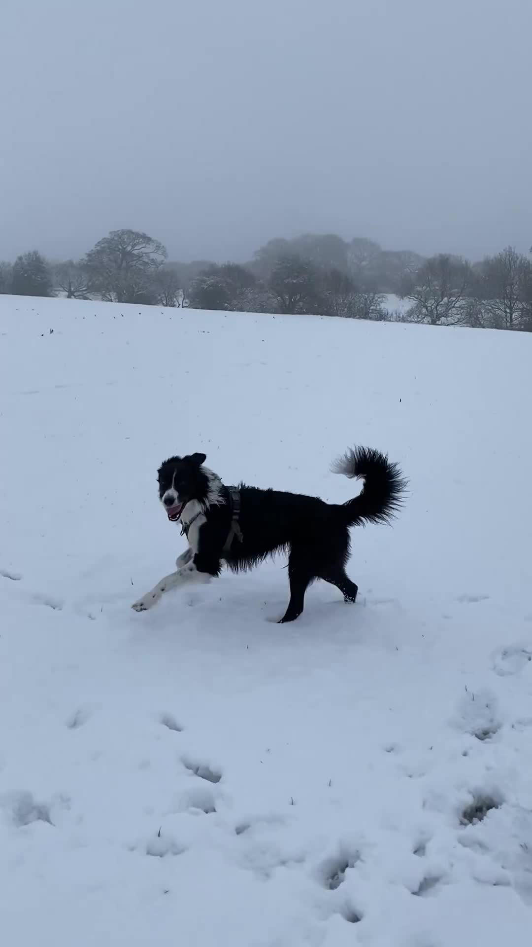 Border Collie dogs for stud: Proven Border Collie mix for stud  - Video 1