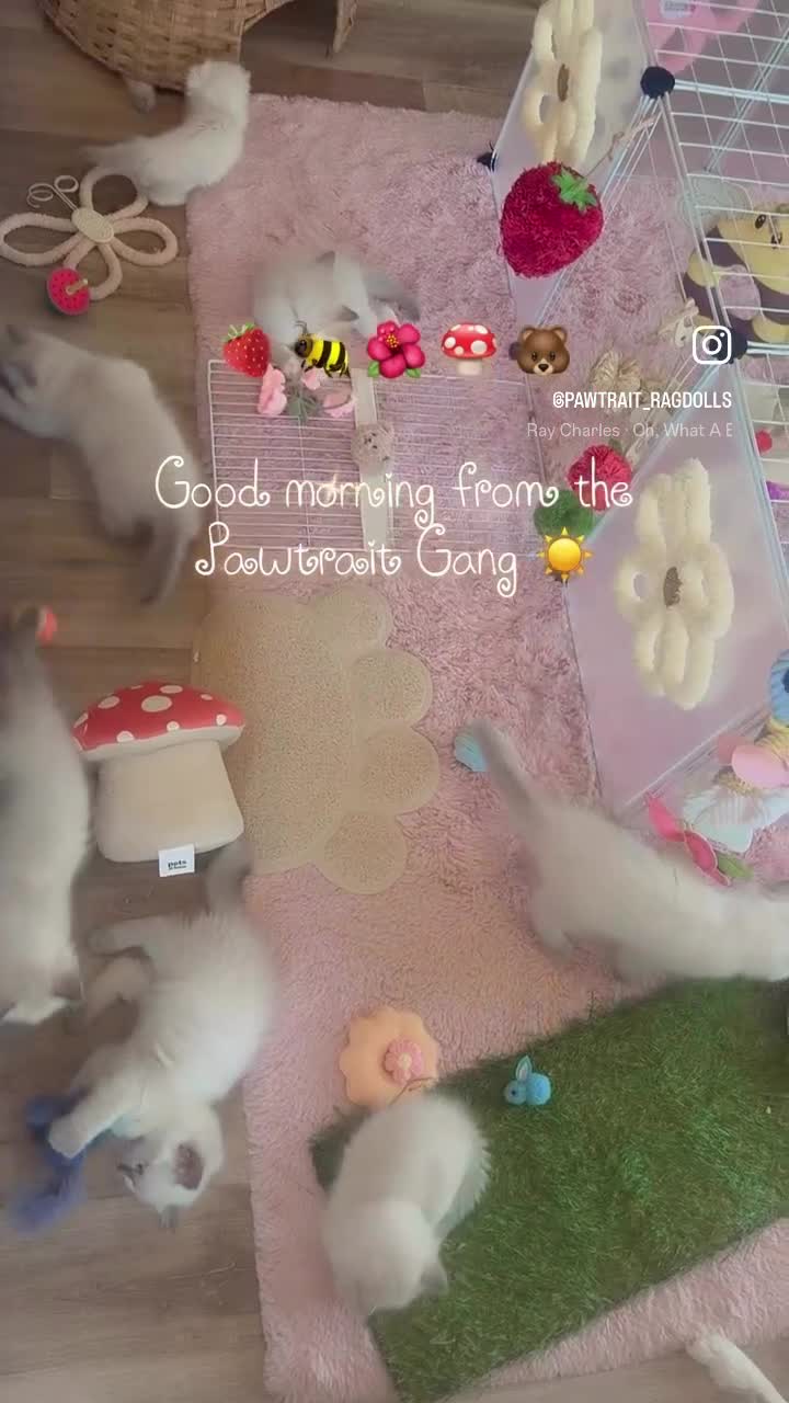 Ragdoll cats for sale: BOYS BOYS BOYS  - Video 4