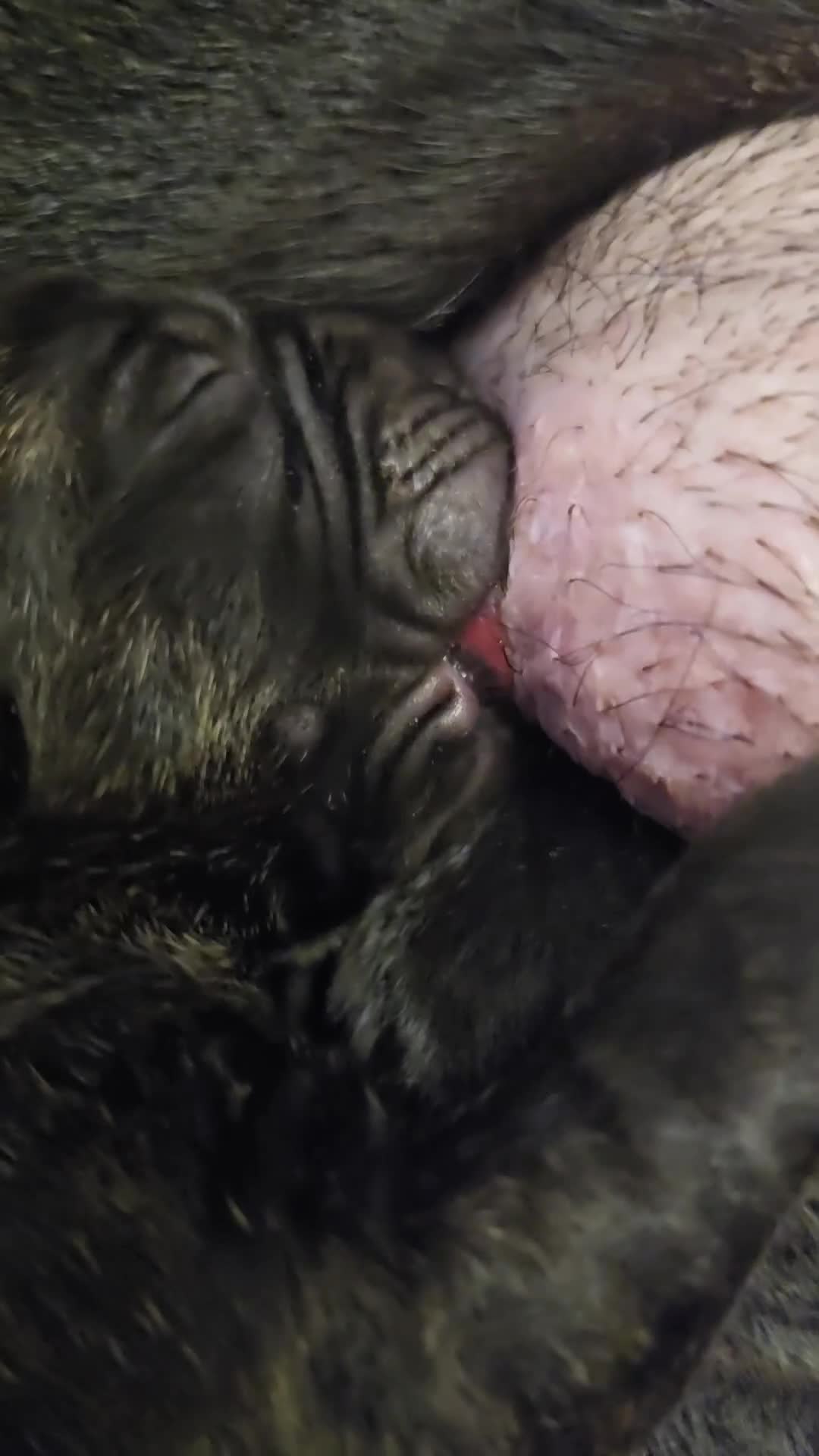 Cane Corso dogs for sale: 8 beautiful pedigree Cane Corso puppies - Video 2