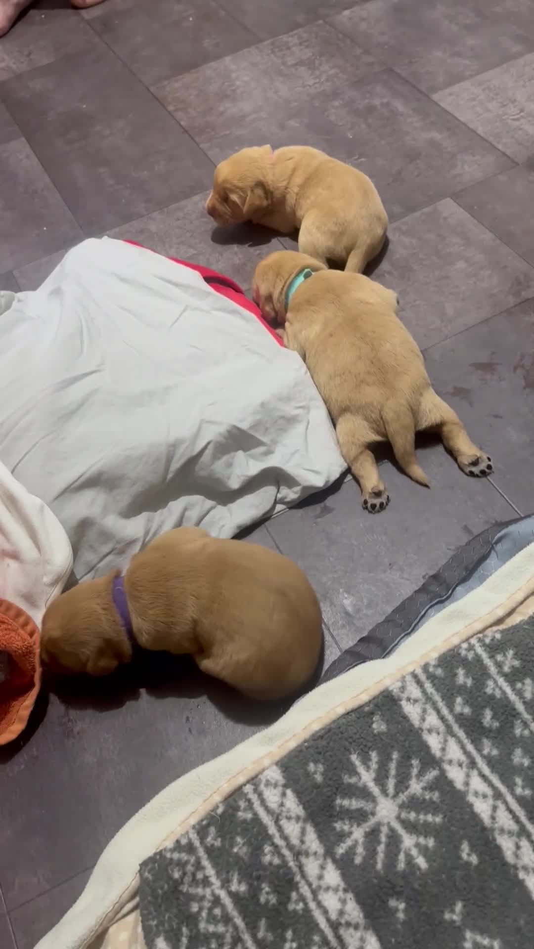 Cockerdor dogs for sale: YorkieCockerDor pups looking for forever homes  - Video 1