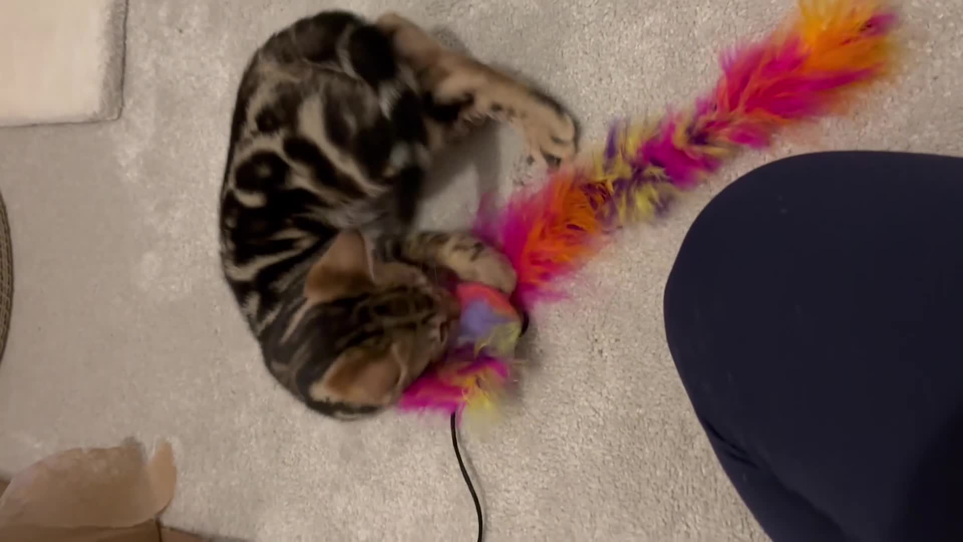 Bengal cats for sale: Stunning Bengal Kitten - Video 1