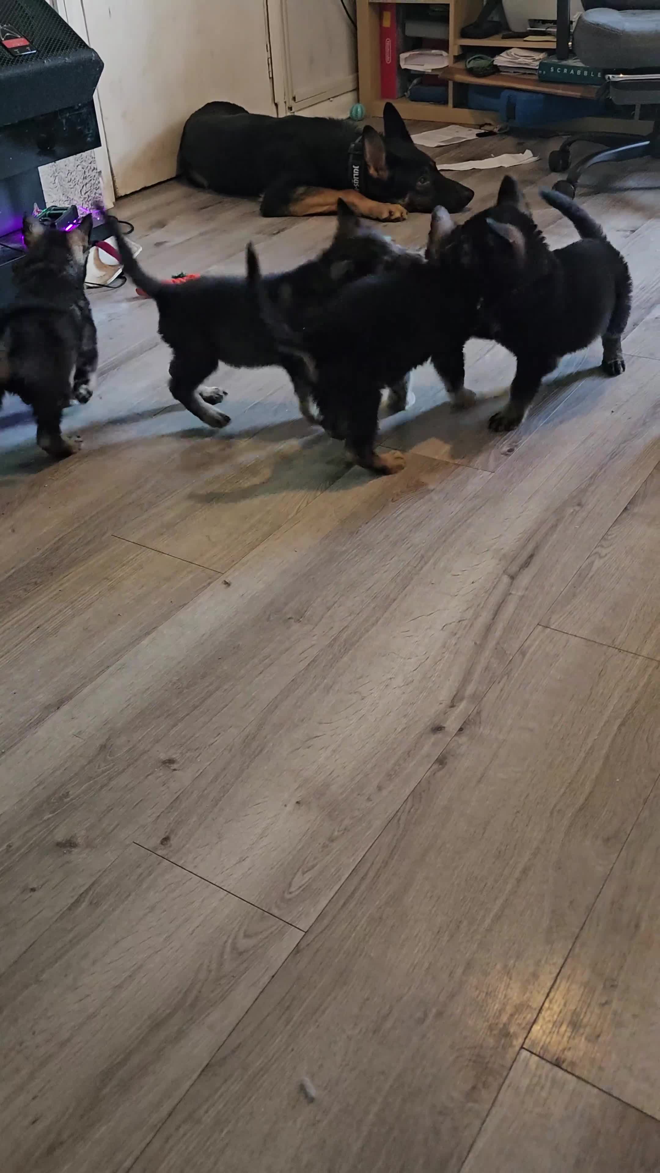 Mixed Breed dogs for sale: 1 Beautiful chunky Alaskan Shepherds - Video 2