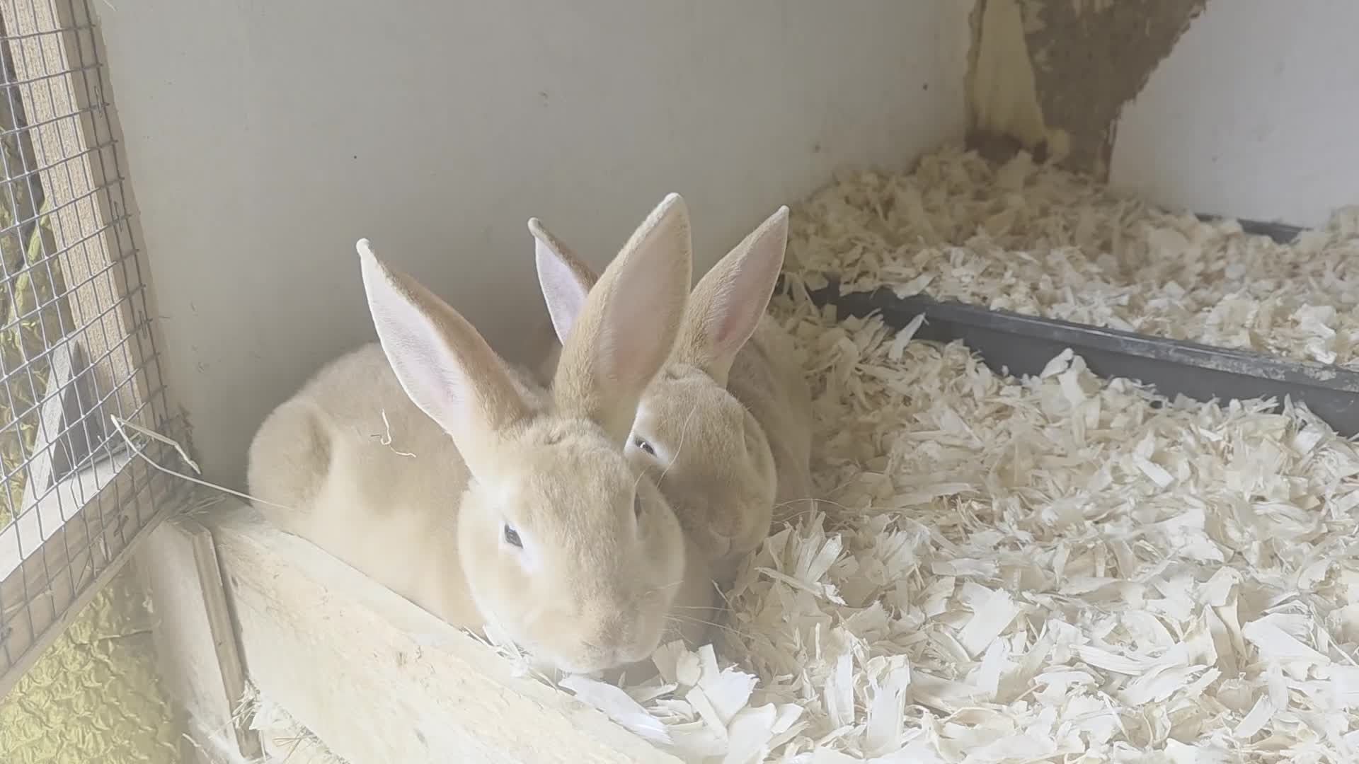 Mini Lop rabbits for sale: Mini rex mini lops and netherland dwarfs - Video 5