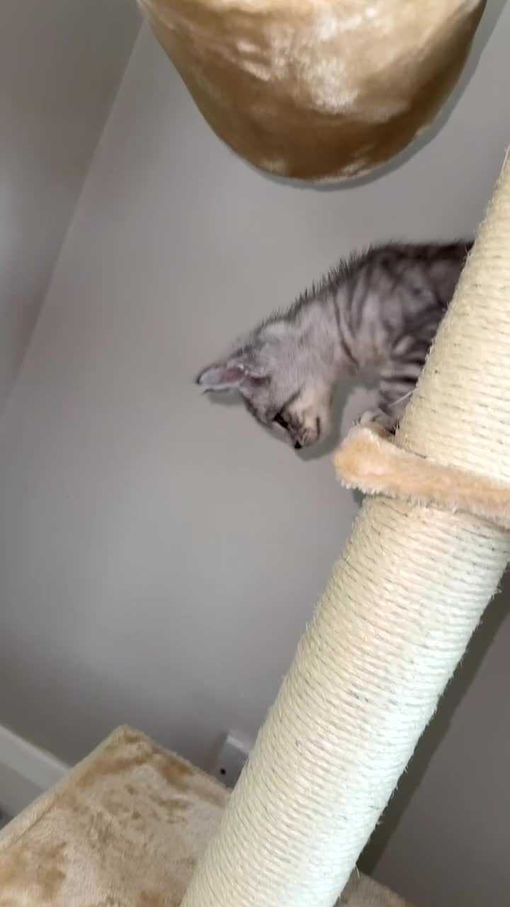 Maine Coon cats for stud: Pablo – Beautiful 1-Year-Old Maine Coon🩶 in Leicester - Video 3