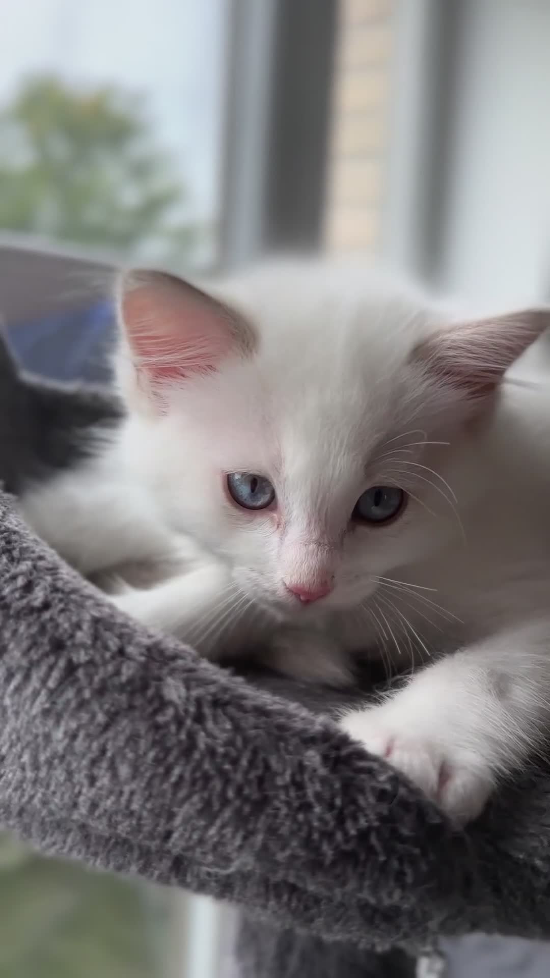 Ragdoll cats for sale: Gorgeous Rare White boy and blue mitted boy  - Video 1