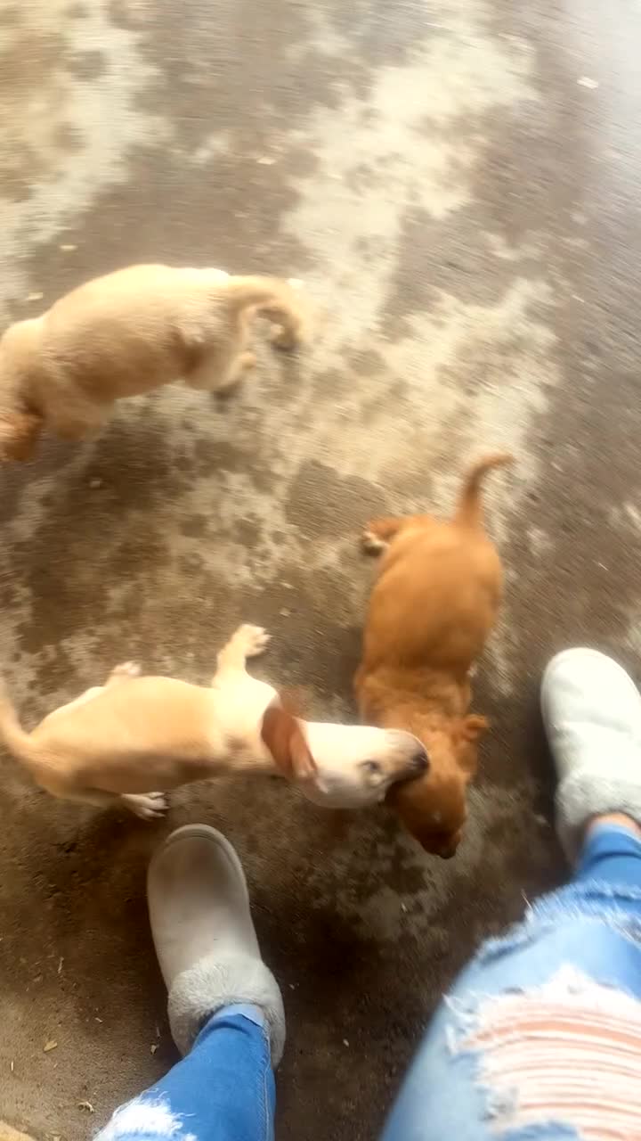 Mixed Breed dogs for sale: Beautiful Sprizla Puppies  - Video 1