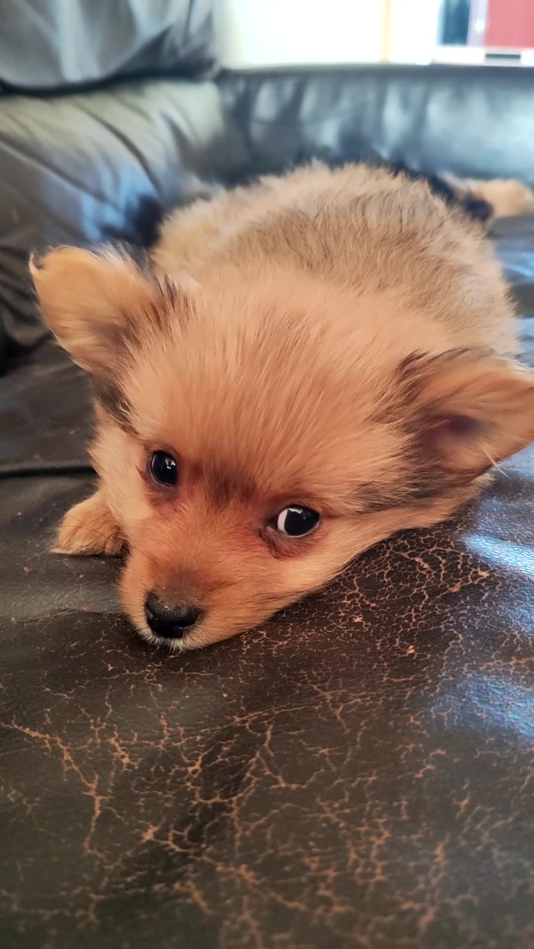 Mixed Breed dogs for sale: One puppy left  - Video 1