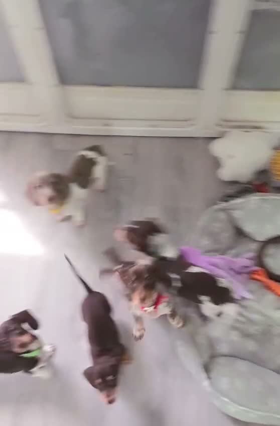 Miniature Dachshund dogs for sale: 🐶READY TODAY🐶5 boys left 🐶  - Video 1