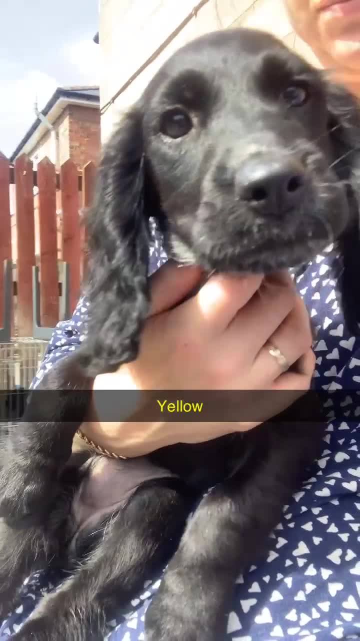Cocker Spaniel dogs for sale: 3 cocker spaniel girls - Video 3