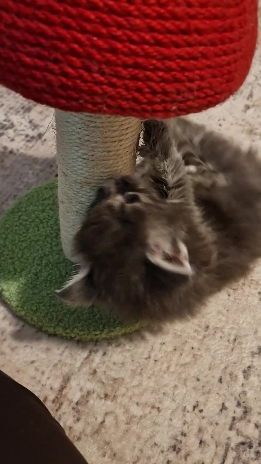 Maine Coon cats for sale: ORPHANED Maine Coon BABY GIRL Bluebell - Video 4