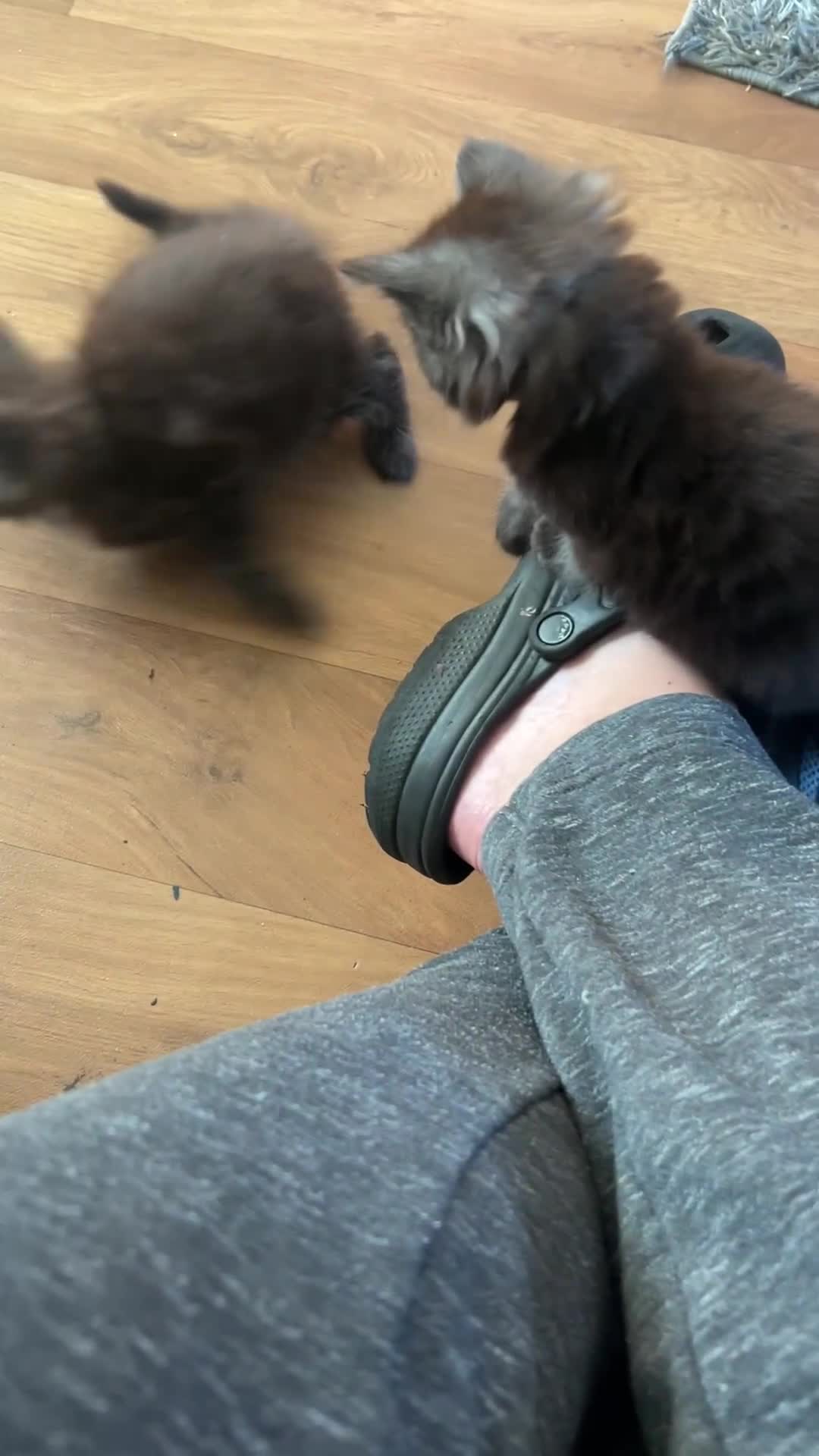 Maine Coon cats for sale: Maine coon kitten. Black tabby pure Maine coon  - Video 1
