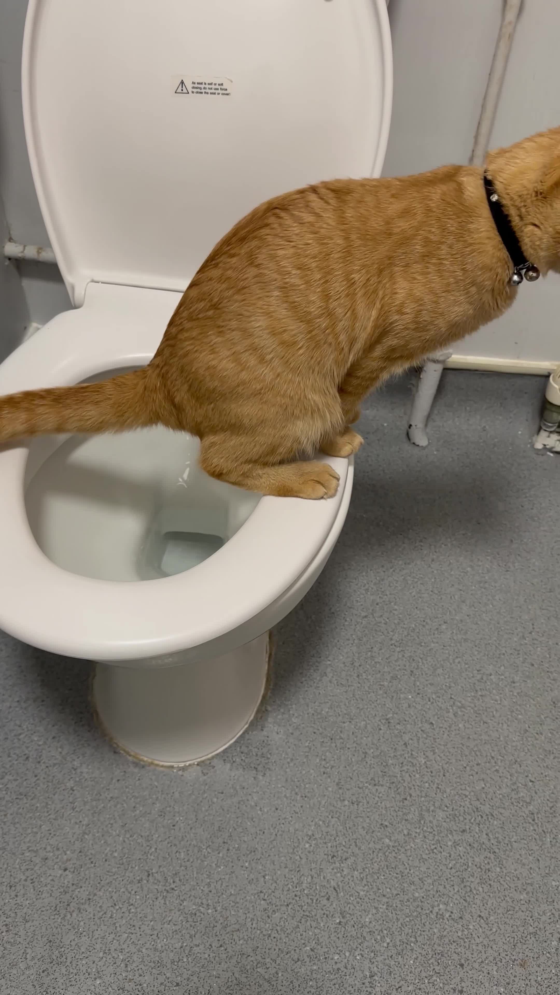 British Shorthair cats for sale: Beautiful boy - Video 1