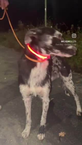 Lurcher dogs for stud: Collie x Greyhound x Bedlington x Whippet in Darlington - Video 1