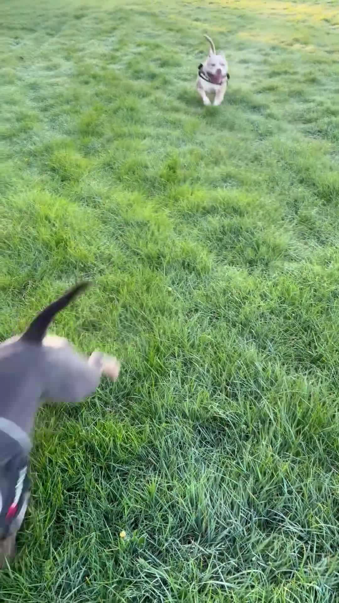 American Bully dogs for sale: Incoming Pocket Bully Puppies! 🐾 - Video 1
