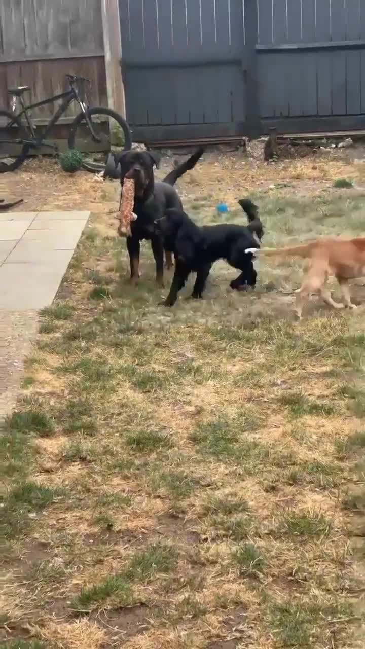 Rottweiler dogs for sale: 🐾 ROTTWEILER LOOKING FOR HIS FOREVER HOME 🐾 - Video 2