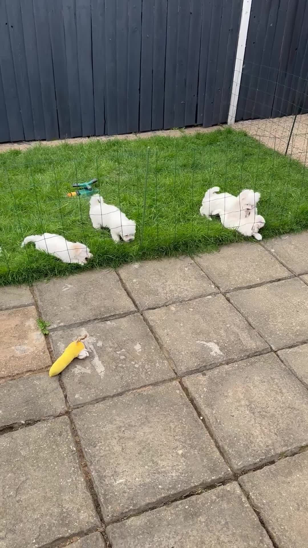 Bichon Frise dogs for sale: Four gorgeous boys and two wonderful girls - Video 1