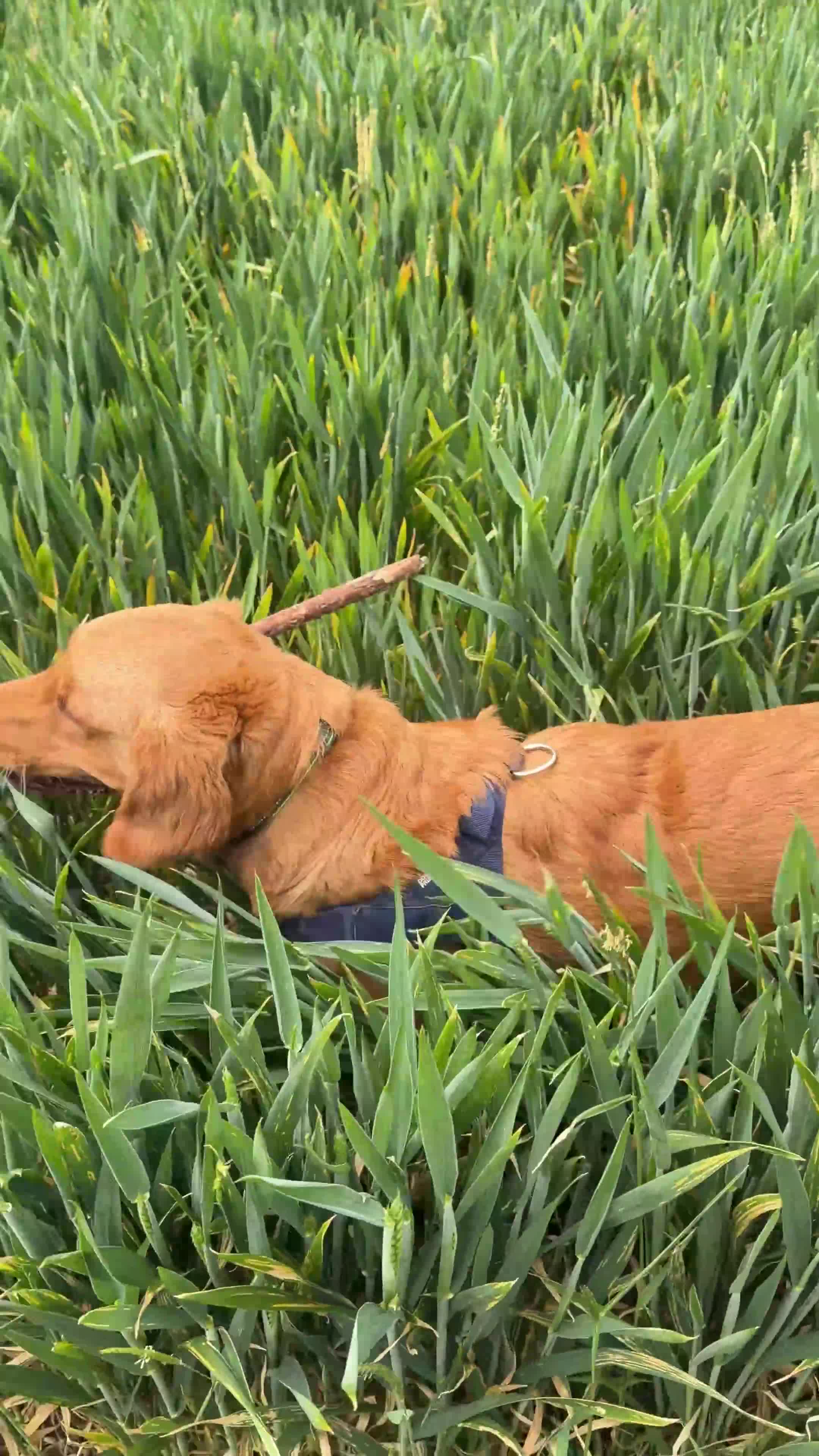 Golden Retriever dogs for sale: 9-Month-Old Male Pedigree Golden Retriever  - Video 2