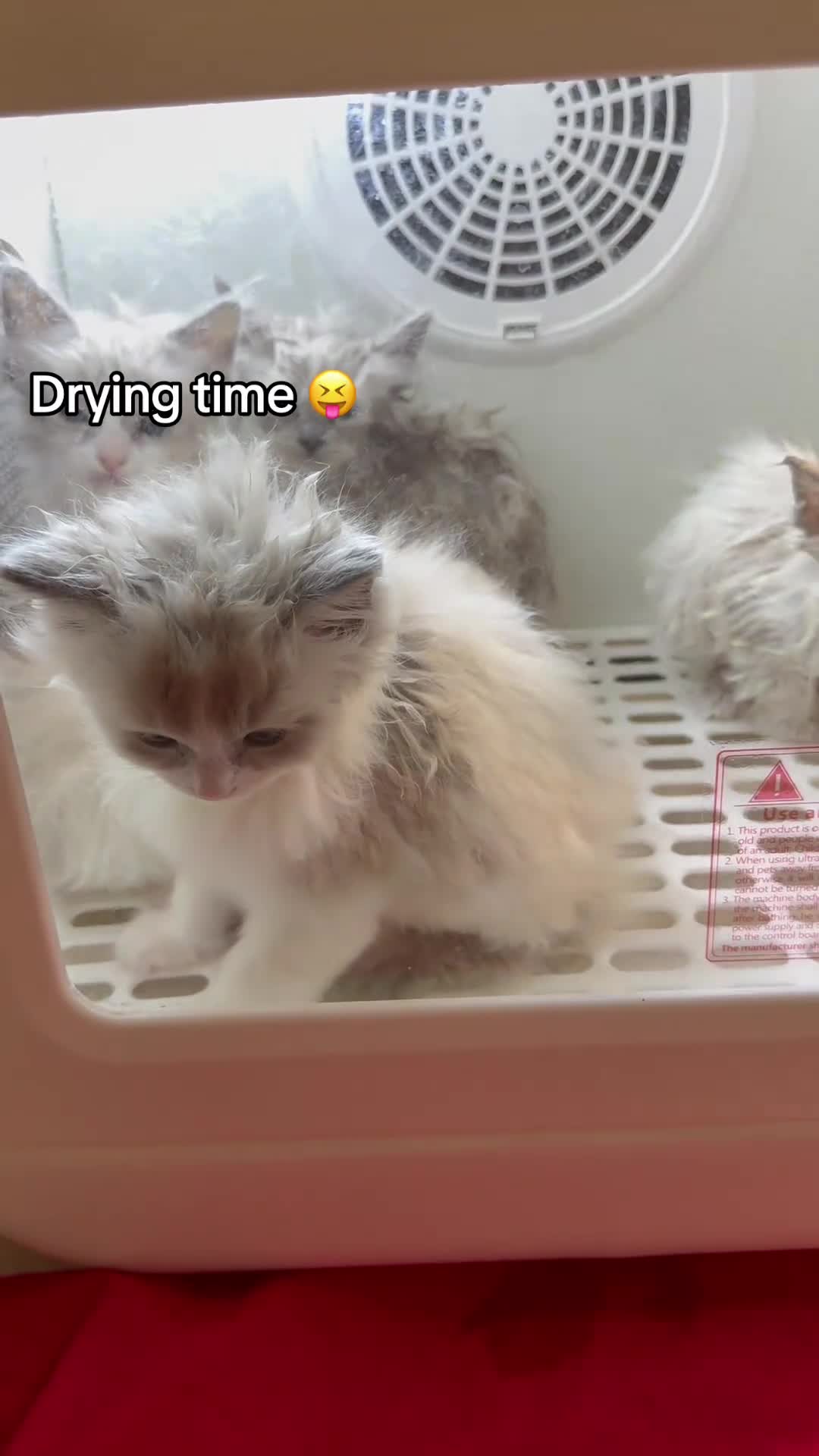 Ragdoll cats for sale: Beautiful Ragdolls  in Oldbury - Video 2