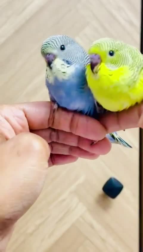 Budgerigars birds for sale: Beautiful tame baby budgies for sale  - Video 1