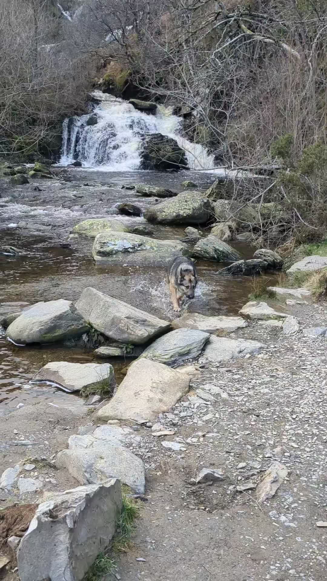 German Shepherd dogs for sale: Female German shepherd for adoption  - Video 3