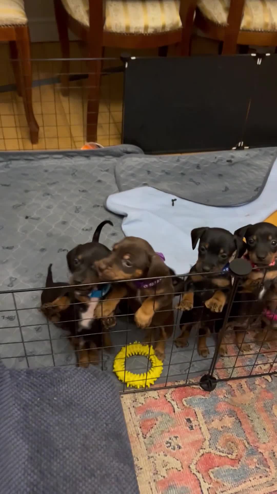 Jackshund dogs for sale: Adorable Dachshund x Jack Russell Puppies  - Video 2