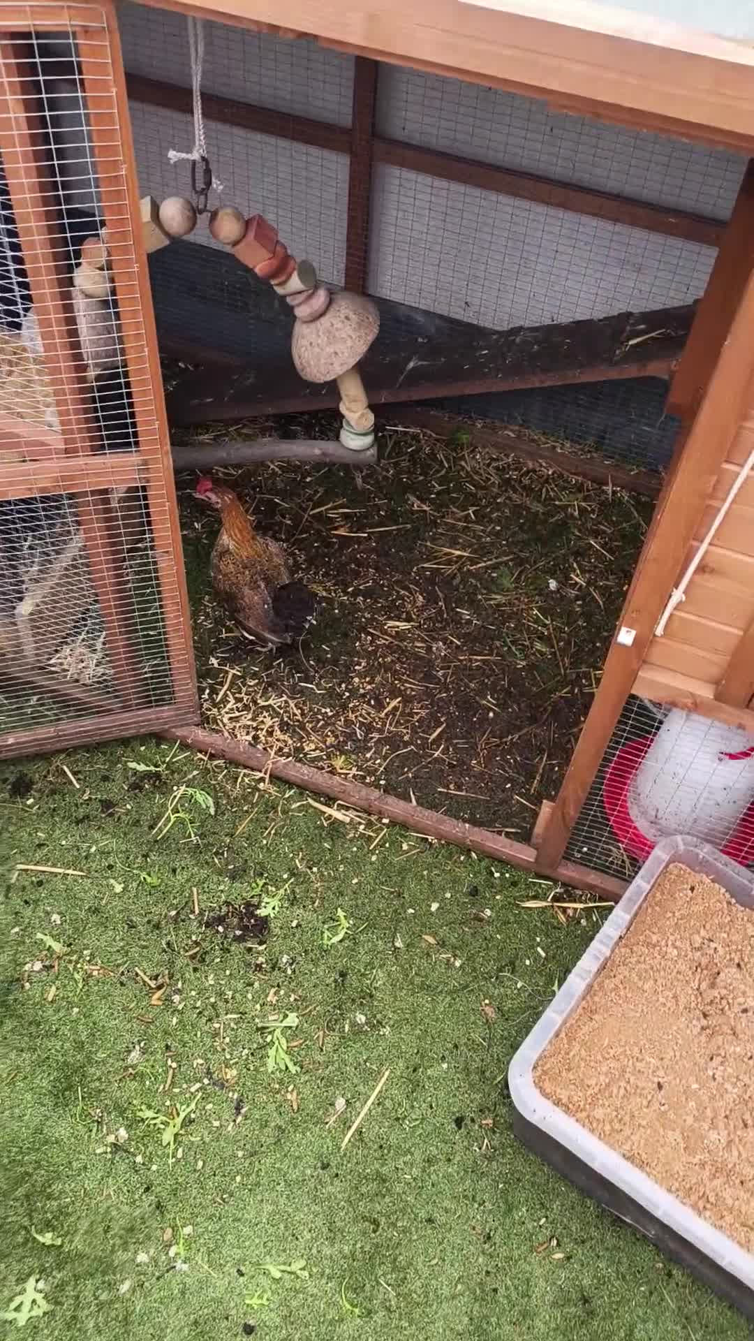 Chickens poultry for sale: Saramas and old English game. - Video 1