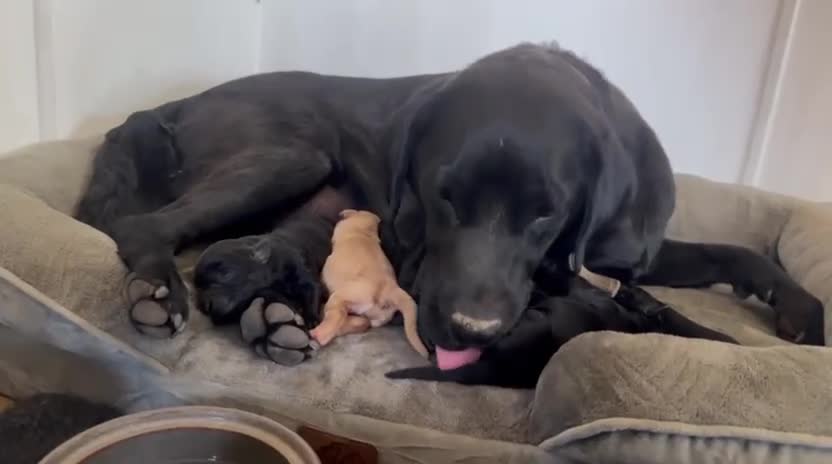 Labrador Retriever dogs for sale: Pure stunning Labrador Pups - Video 2