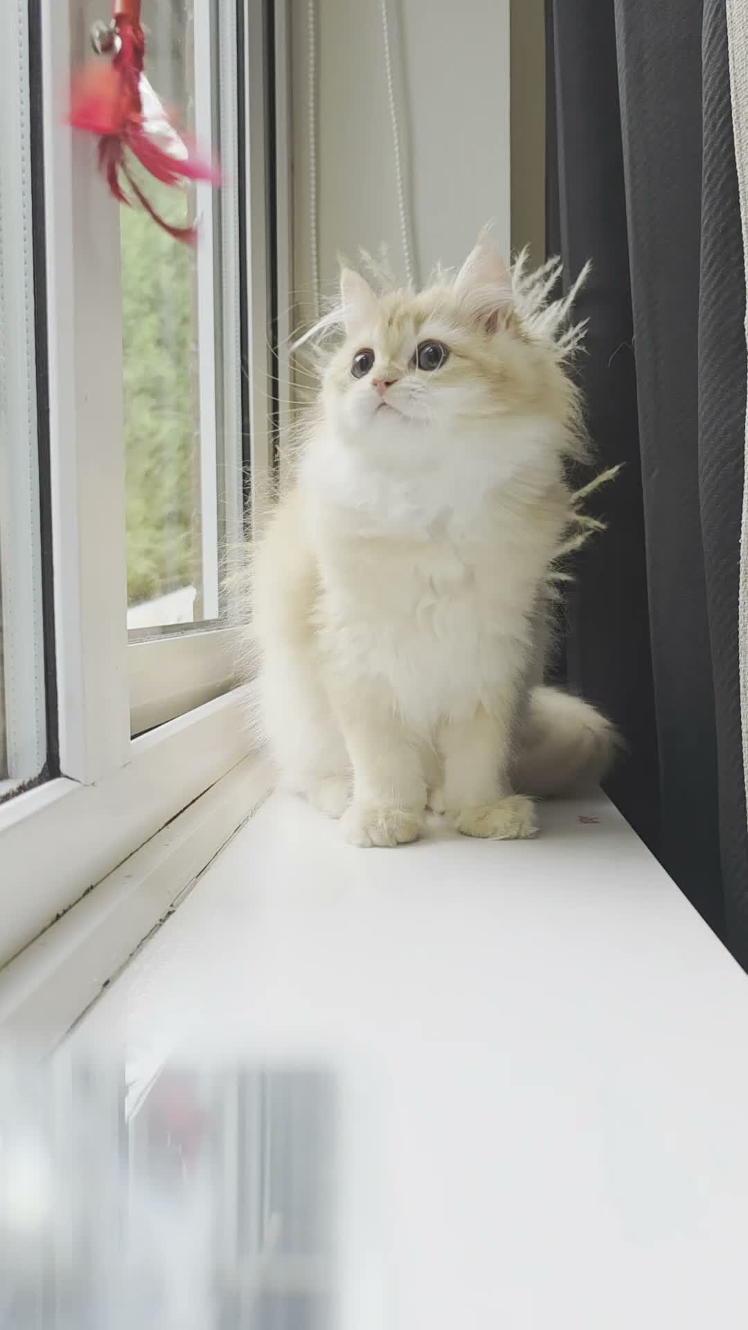 British Shorthair cats for sale: Rare Gorgeous GCCF Lilac & Chocolate Golden Kitten - Video 1