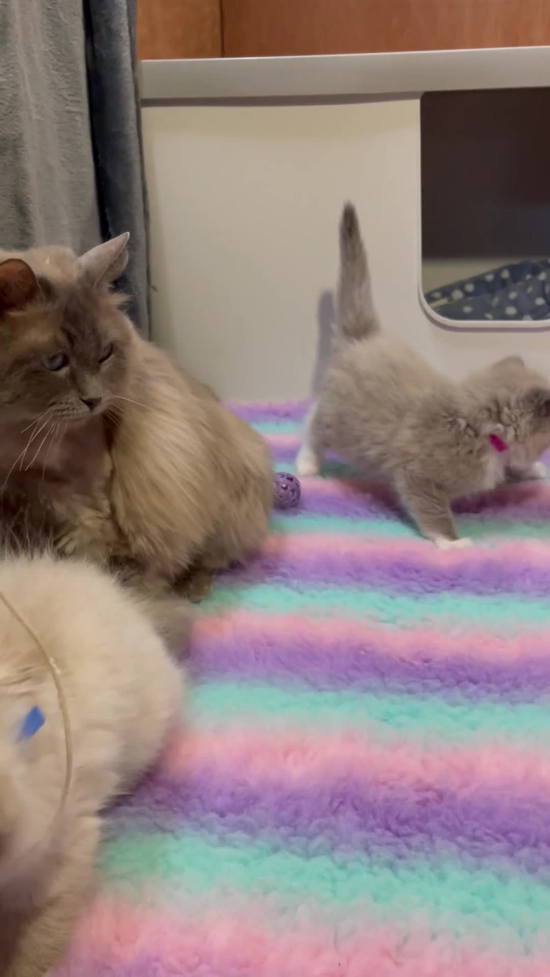 Ragdoll cats for sale: Beautiful Ragdolls  - Video 3