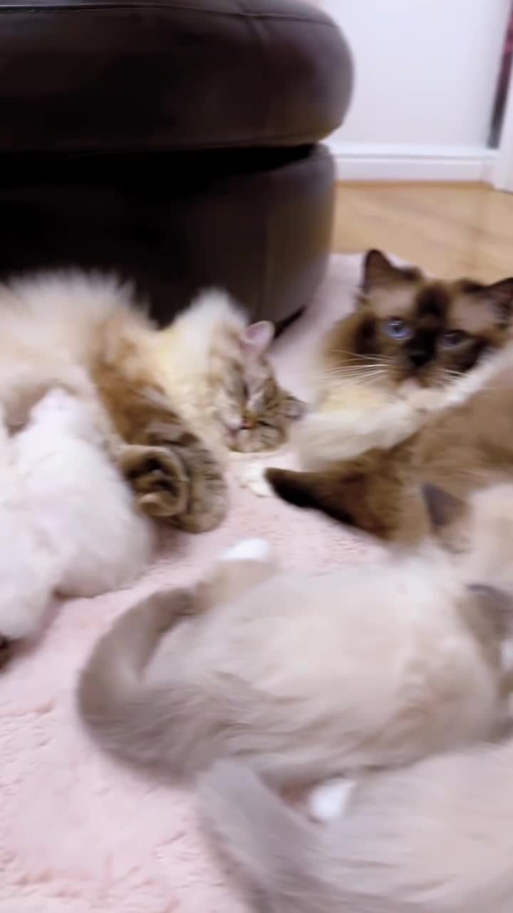 Ragdoll cats for sale: Champion bloodline Ragdoll kittens  in Mansfield - Video 1