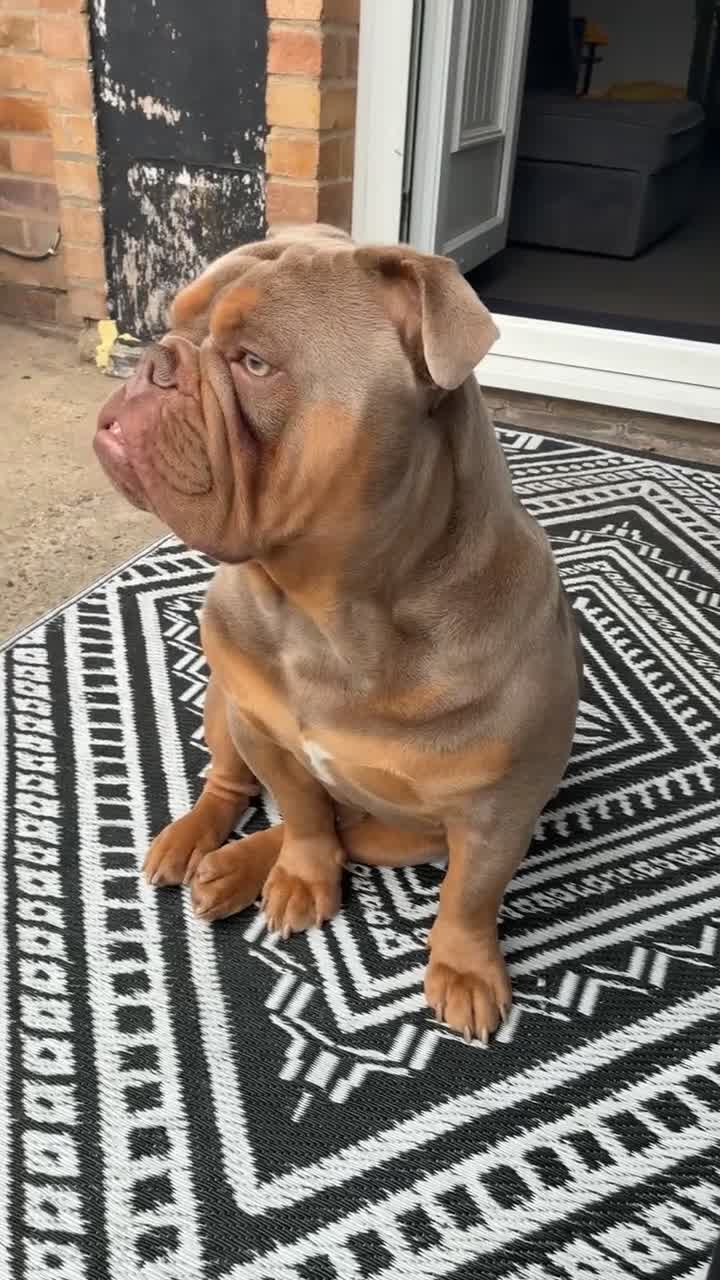 Olde English Bulldogge dogs for stud: STUD DUTIES!! 💥 King Bruno 💥 - Video 1