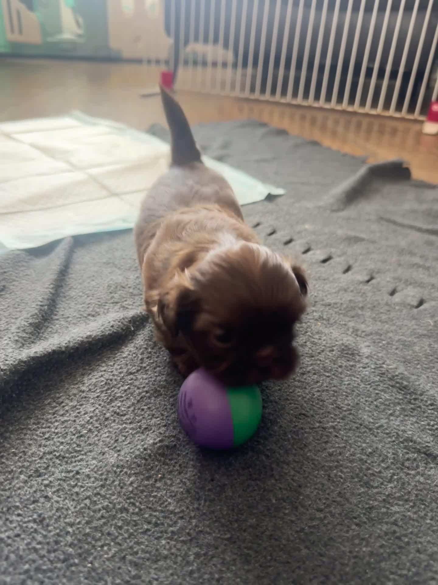 Shih Tzu dogs for sale: 1 little boy left!!  - Video 1